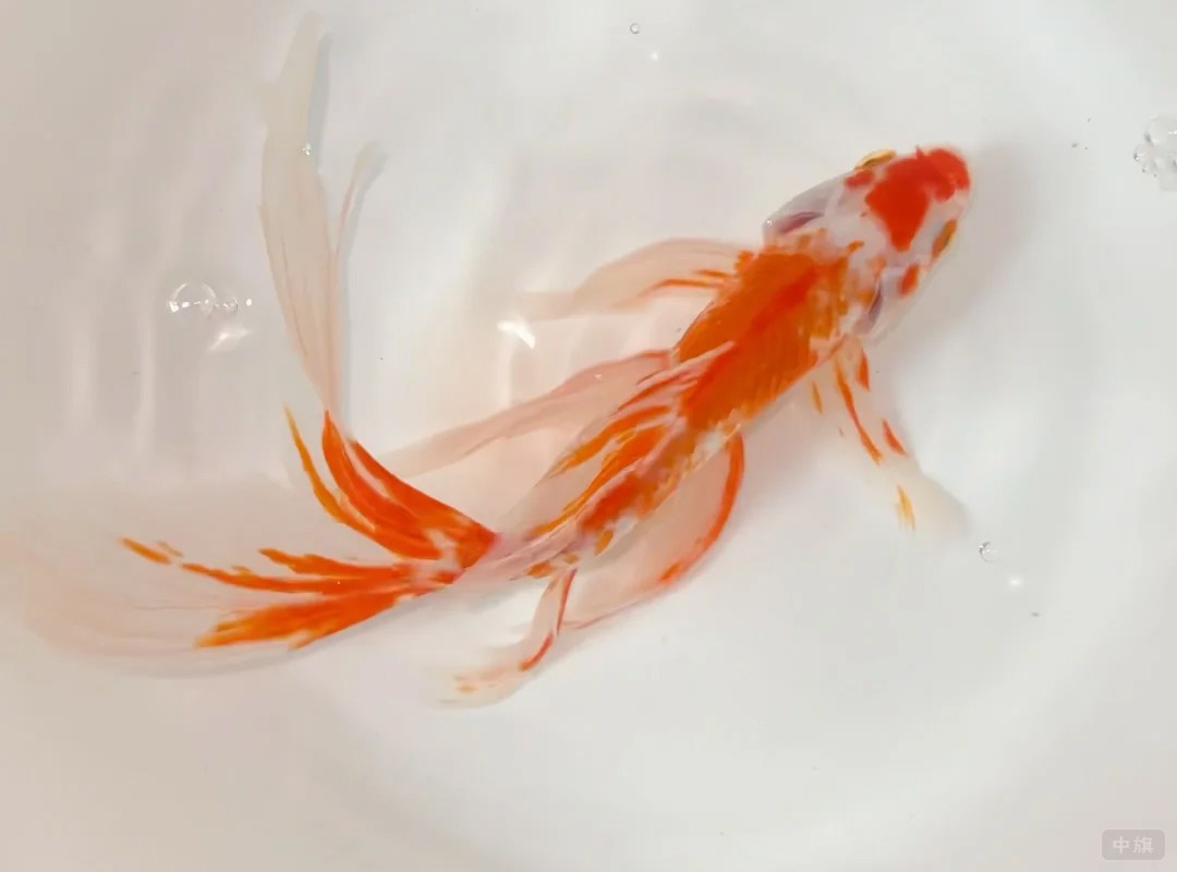 看看小旗養的小金魚吧 看看小旗養的小金魚吧