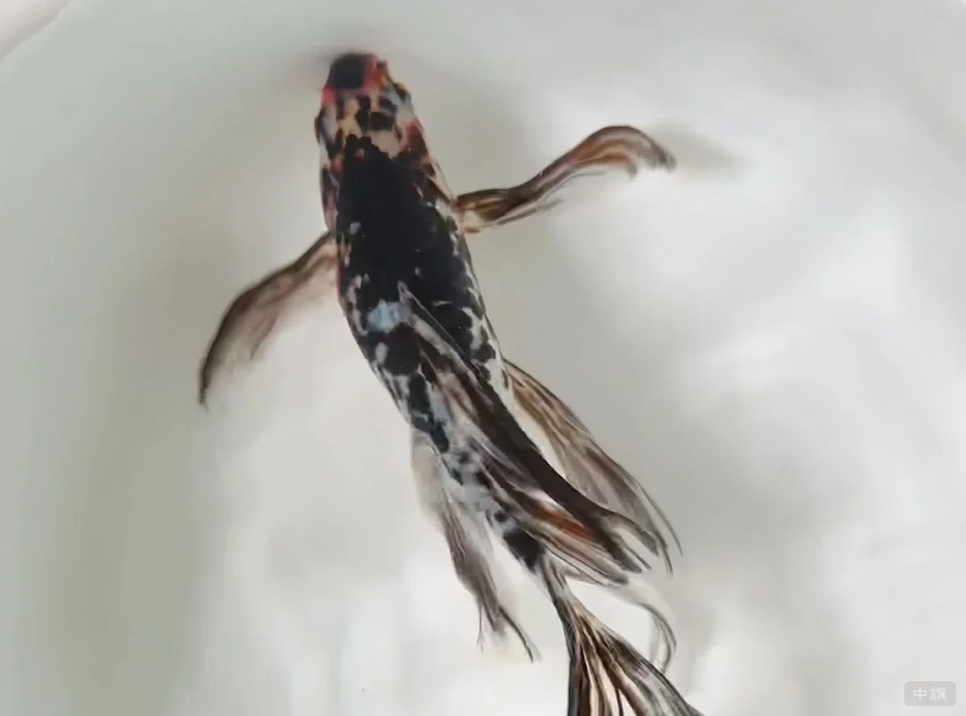 這條小金魚也是但是感覺有點生病了 這條小金魚也是但是感覺有點生病了