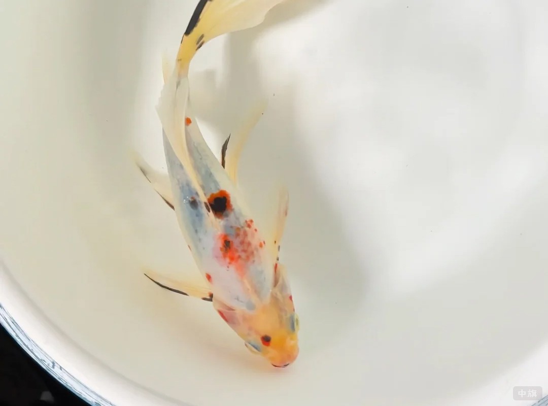 這條是朋友送我的 這條是朋友送我的